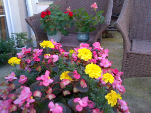 Last of the summer flowers