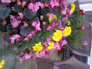Summer flowers
